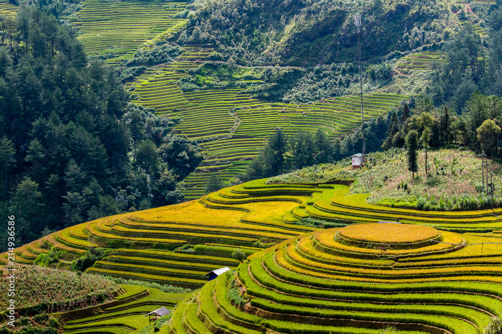 Rice fields at Northwest Vietnam Rice fields at Northwest Vietnam