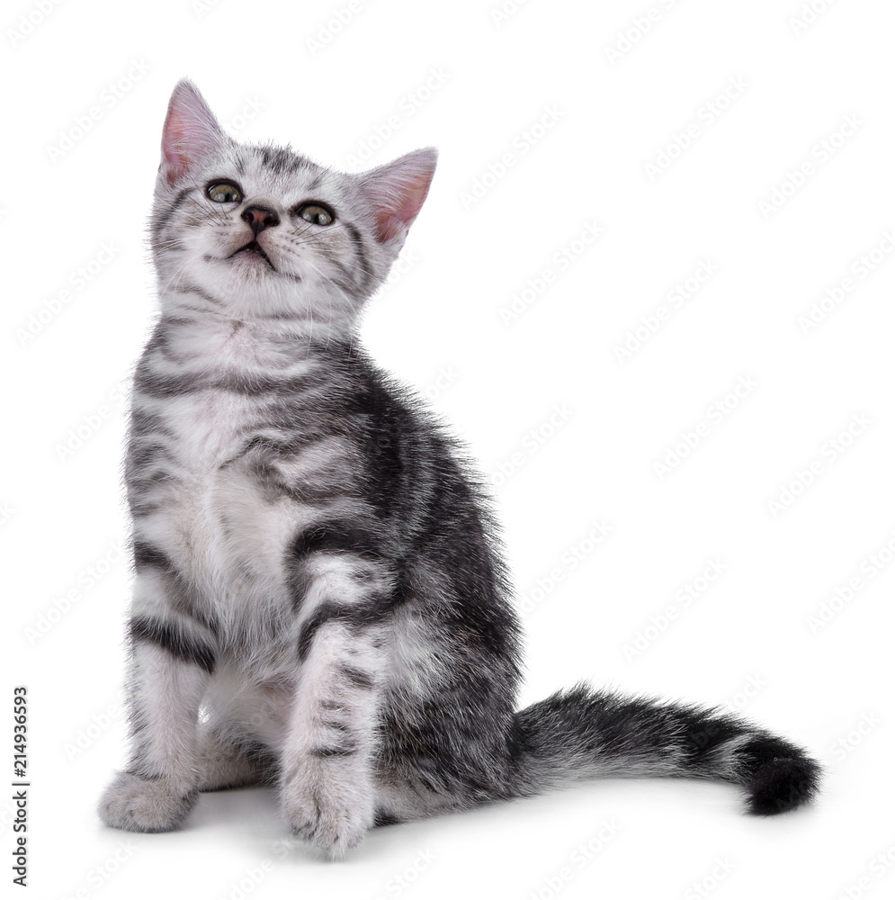 Obraz premium Pet kitten on the white background