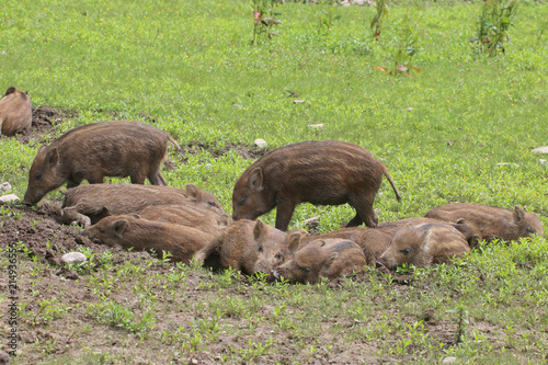 Junge Wildschweine am Waldrand (Sus scrofa) © Aggi Schmid