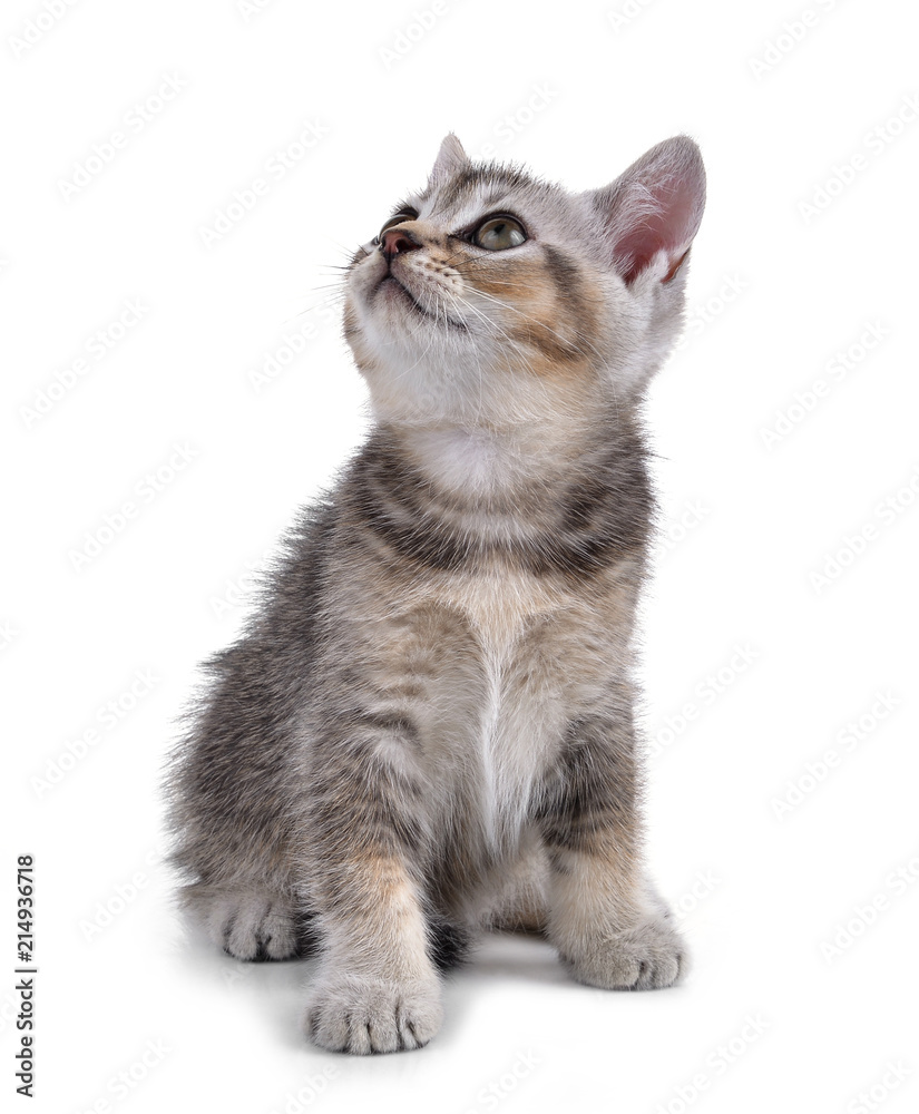 Obraz premium Kotek na białym tle