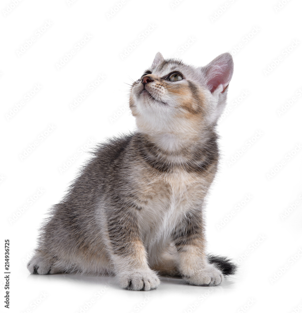 Pet kitten on the white background Pet kitten on the white background