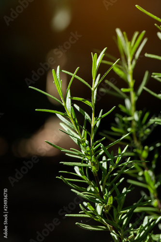 Fresh Rosemary Herb grow outdoor. Rosemary leaves Close-up.