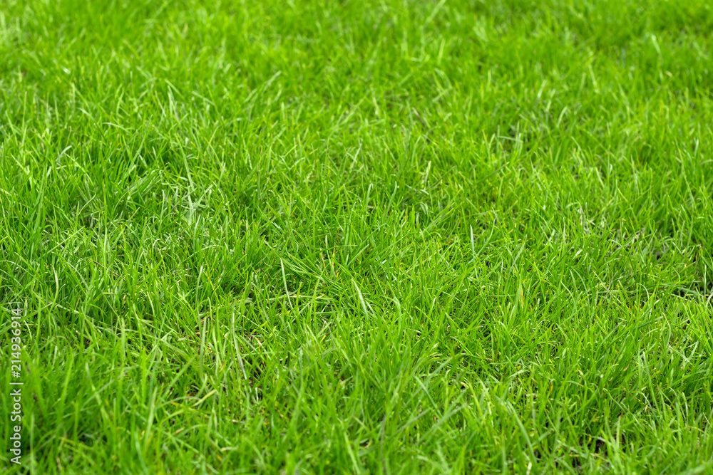 Green lawn, not mown grass.