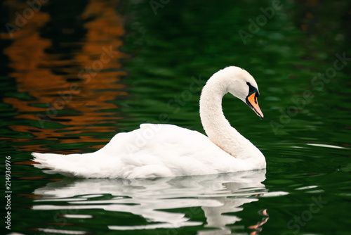 White swan in the pond