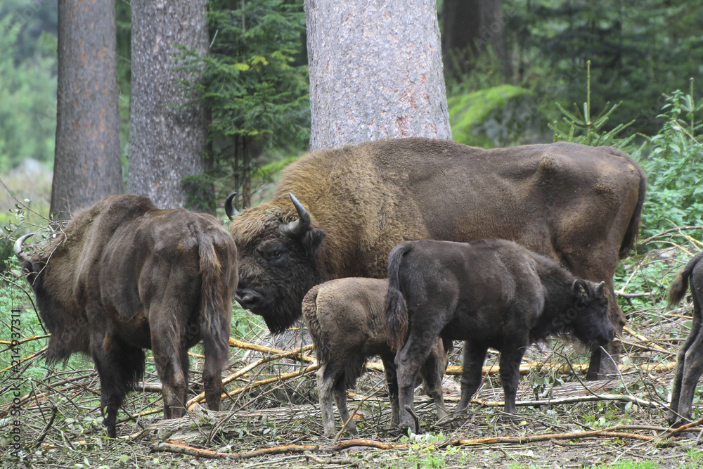 Wisent oder Europäische Bison (Bos bonasus) im Wald Wisent oder Europäische Bison (Bos bonasus) im Wald