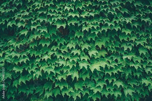 Wild grape green wall. Toned