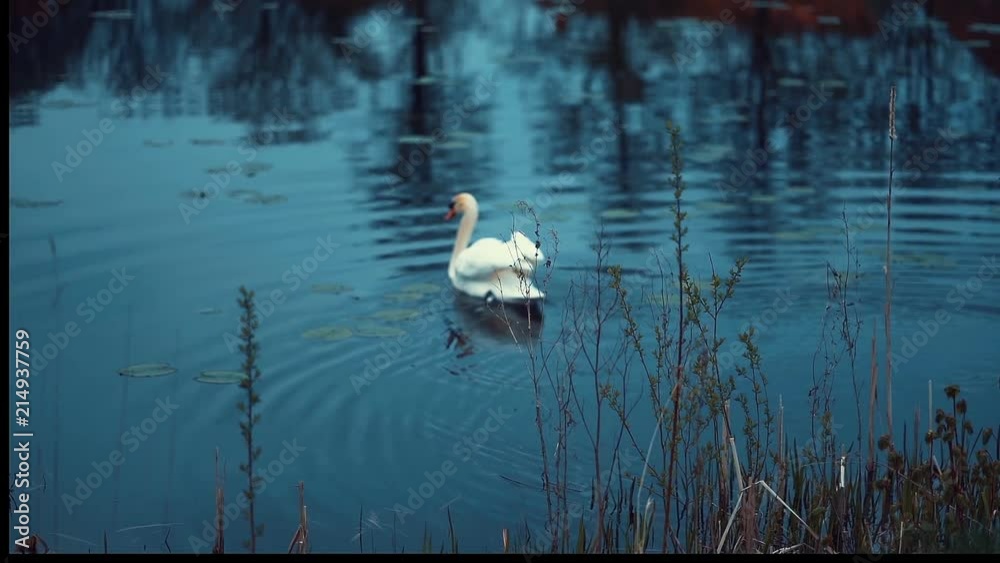 Swan alone in calm lake in danish spring time. Swan is swimming slowly. SLOW MOTION Swan alone in calm lake in danish spring time. Swan is swimming slowly. SLOW MOTION
