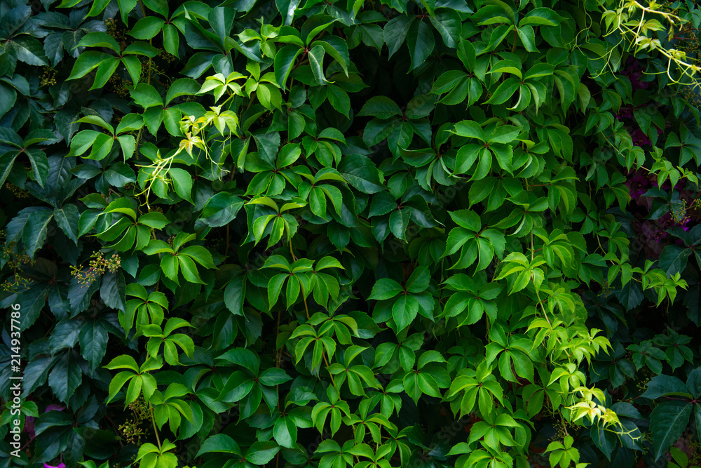 Wild grape green wall Wild grape green wall