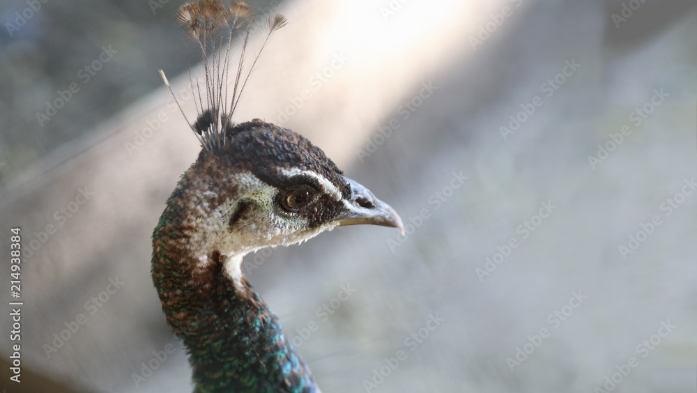Modest beauty of the guinea fowl. The typical behavior of female ... The eyes are half-closed and lowered down. The Shy ... Modest beauty of the guinea fowl. The typical behavior of female ... The eyes are half-closed and lowered down. The Shy ...