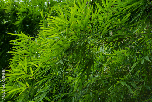 Green bamboo leaves background