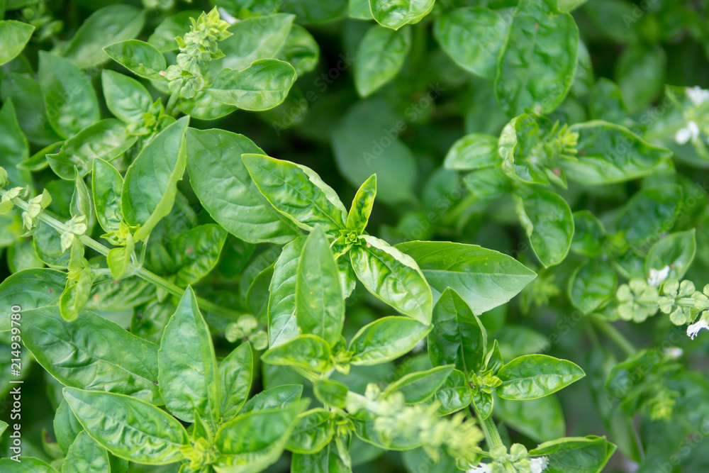 fresh green Basil fresh green Basil