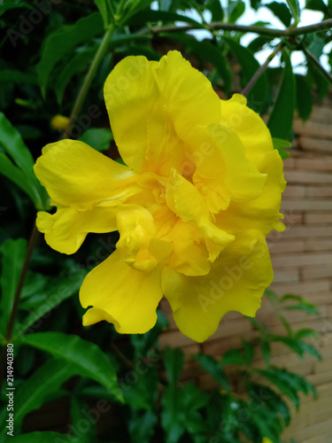 Bouquet of yellow flowers. photo