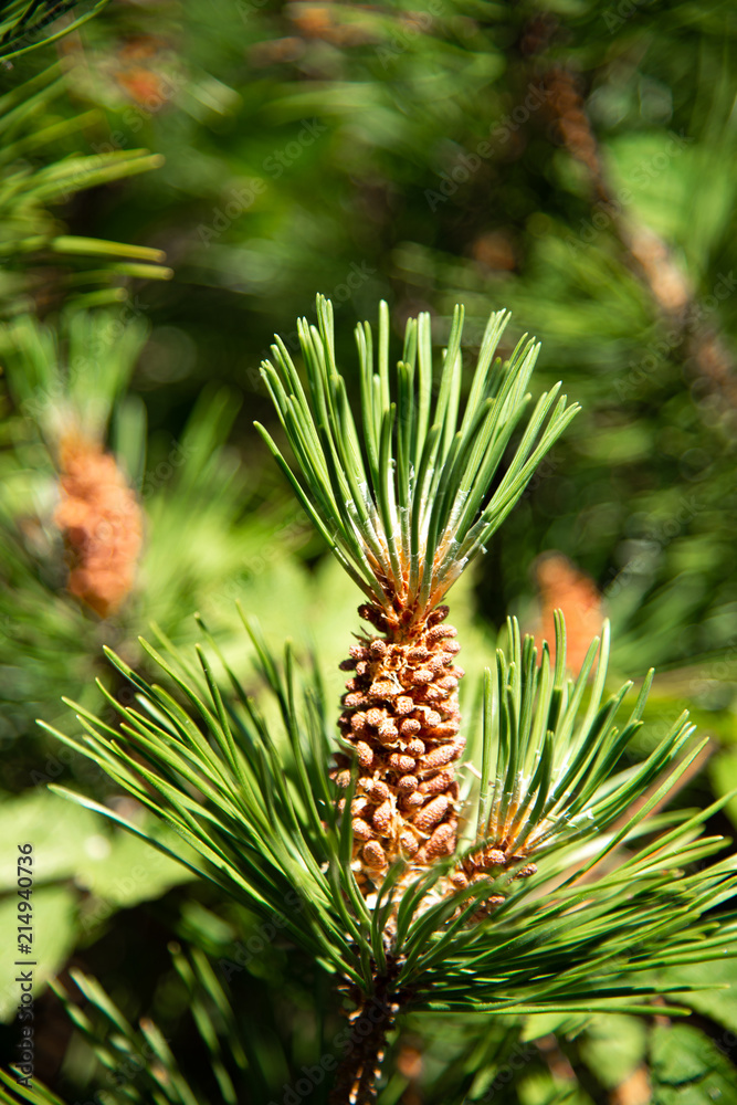 Pine conifer buds in a green coniferous forest. Stock photo. Pine conifer buds in a green coniferous forest. Stock photo.