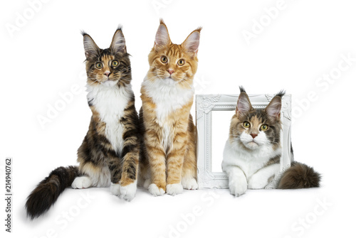 Row of three Maine Coon cat kittens, two sitting and third laying through a white photoframe, all looking straight in camera isolated on white background © Nynke