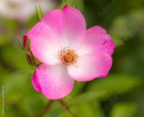 fleur rose simple rose et blanche sur fonds vert en été en gros plan