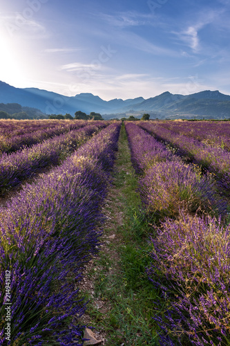 French landscape - Drome. Sunrise over the fields of lavender in the Provence  France .