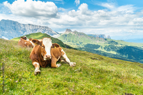 Cows on green meadow in alpine valley in Santa Maddalena village  Val di Funes  Dolomiti Mountains  Italy