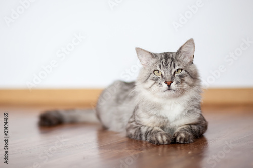 Grey furry cat lying on the floor