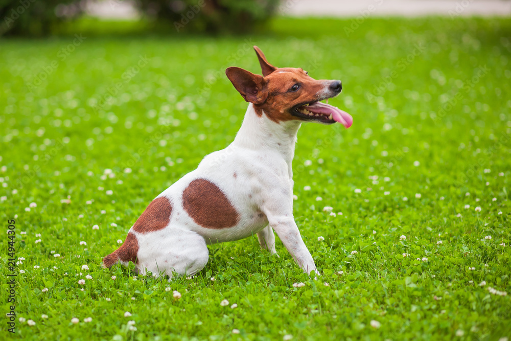 Dog sitting on the grass, Jack Russell Terrier