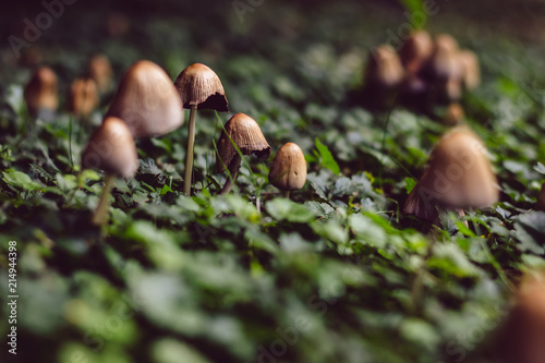 mushrooms growing in garden