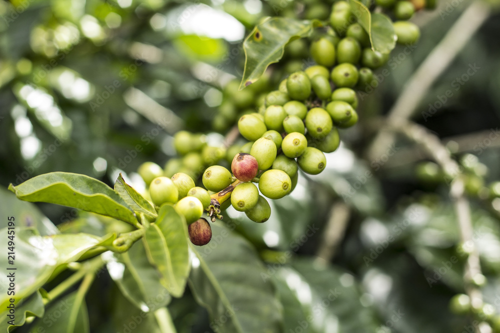 Coffee Plant Coffee Plant