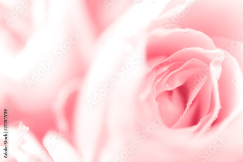 Sweet color of rose, soft light for valentine background