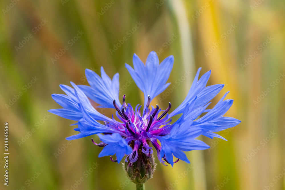 blaue Kornblume vor gelbem Hintergrund blaue Kornblume vor gelbem Hintergrund