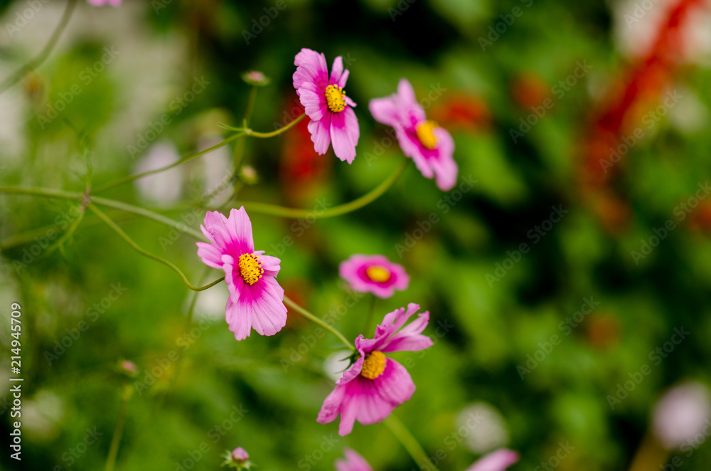 Flowers Flowers