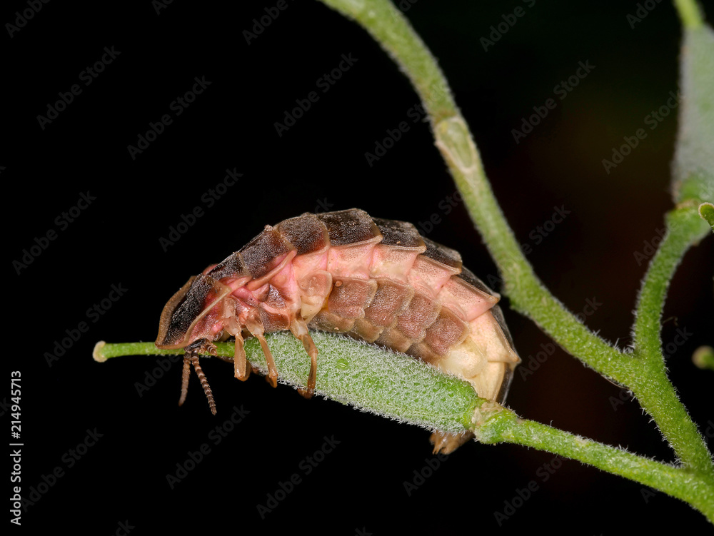 Firefly On wild flower (Lampyris sp.) Firefly On wild flower (Lampyris sp.)