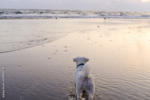 White Dog Watching Birds on Beach at Sunset © presidentk52