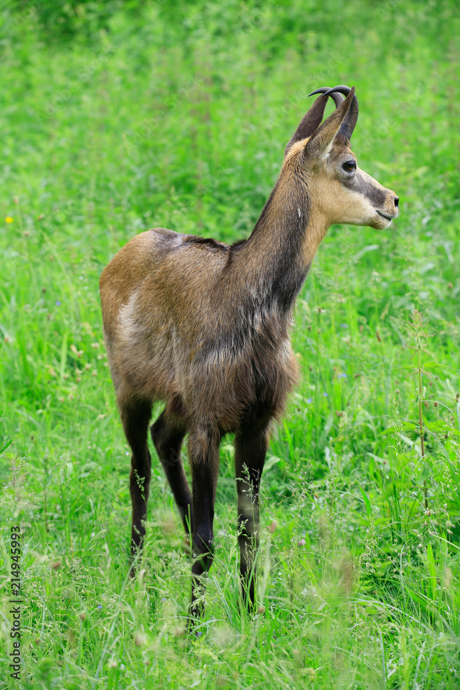 Steingeiß (Capra ibex) Weibchen Steingeiß (Capra ibex) Weibchen
