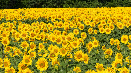 Sunflowers field, summer landscape