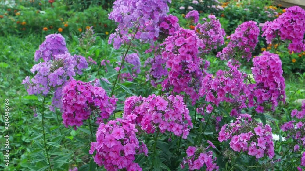 Flowerbed with phlox in the courtyard of the house in the wind Flowerbed with phlox in the courtyard of the house in the wind