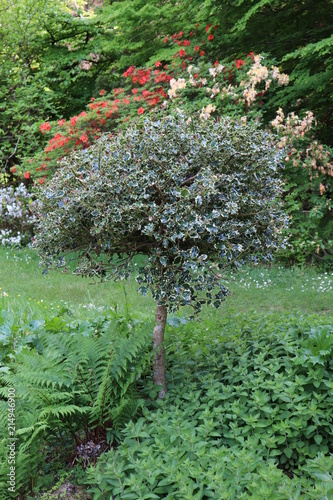 Houx petit arbre devant un massif d'azalées