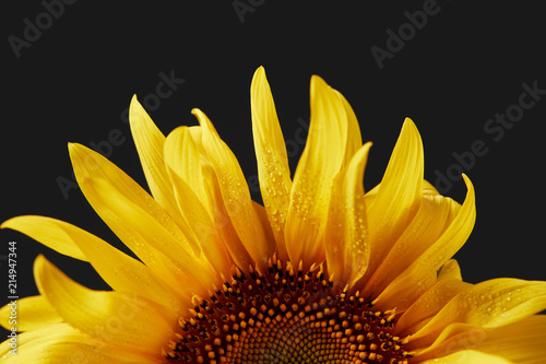 close up of wet yellow sunflower petals with drops  isolated on black
