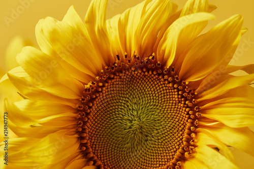 close up of yellow decorative sunflower, isolated on yellow