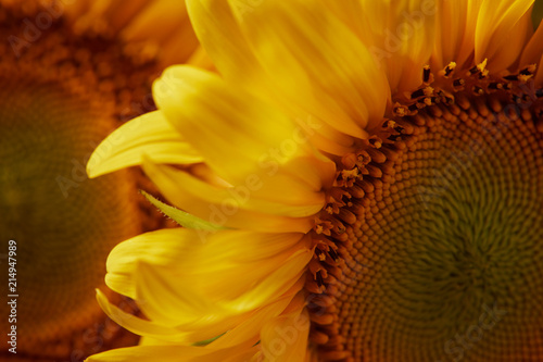 summer background with yellow sunflowers  close up