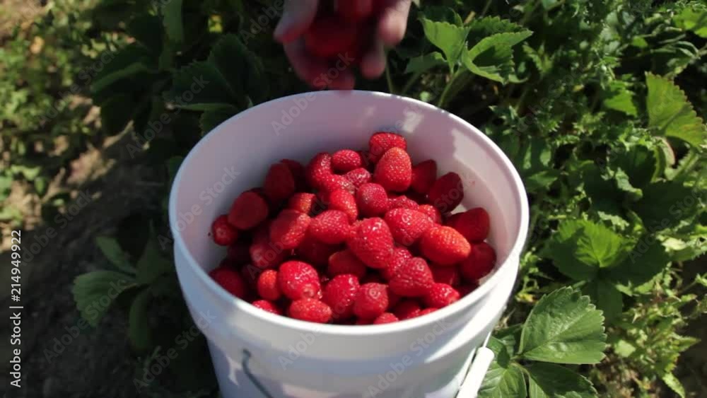 Freshly picked strawberries collected in a white bucket. Freshly picked strawberries collected in a white bucket.