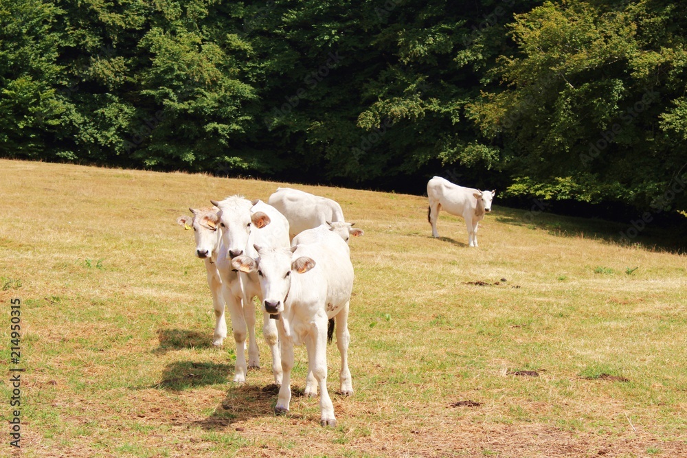 Obraz premium Ganado vacuno blanco en montaña