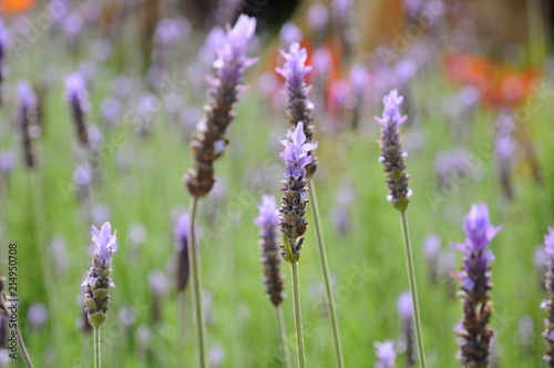 Closeup of beautiful flowers blooming in a farm field in Taiwan 