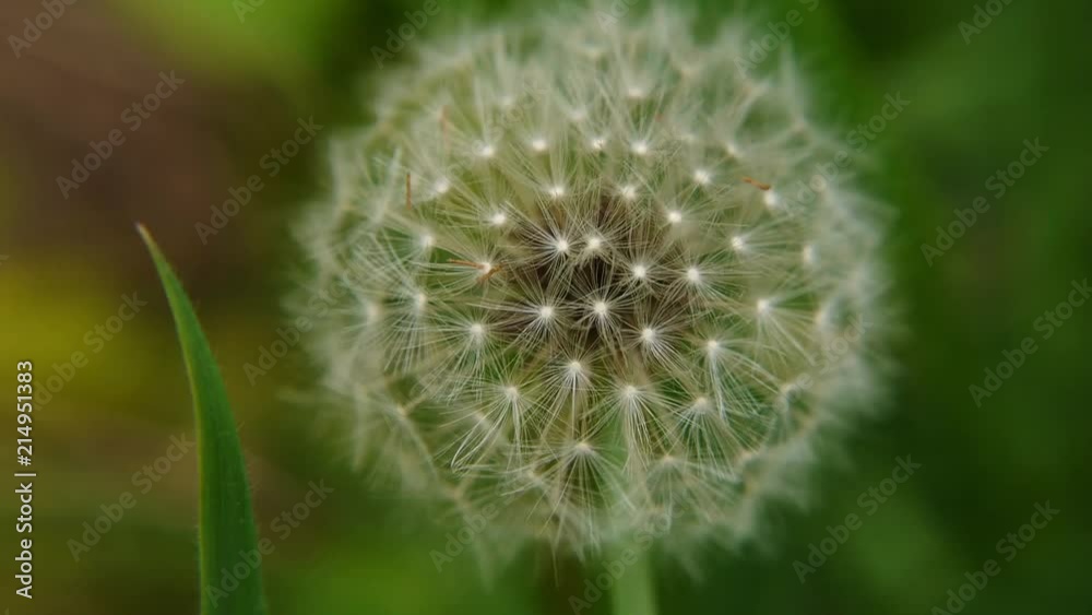 dandelion clock blowing in the wind dandelion clock blowing in the wind