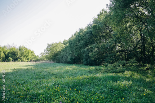 Tall green grass and flowers in the field. Summer spring meadow landscape on a sunny day. Nature eco friendly photo. Wallpaper with the blue sky and green trees.