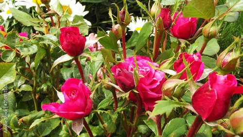 Beautiful dwarf rose on the flower bed in the garden.