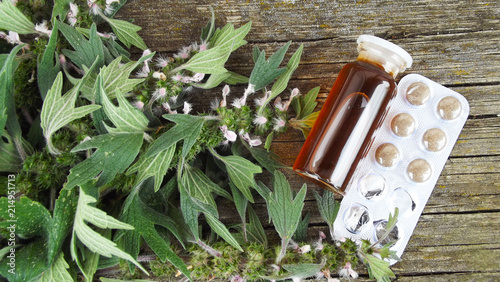 Medicinal Leonurus.Sedative.Grass and tincture on wooden background. photo