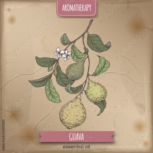 Psidium guajava aka guava branch color sketch on vintage background.