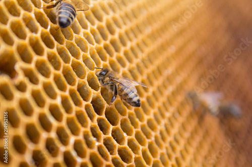 Honeycombs - hexagonal structure full of honey inside beehive with working bees. © Mateusz