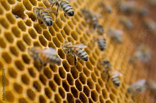 Honeycombs - hexagonal structure full of honey inside beehive with working bees.