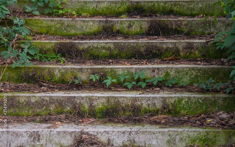 an old staircase covered with moss an old staircase covered with moss