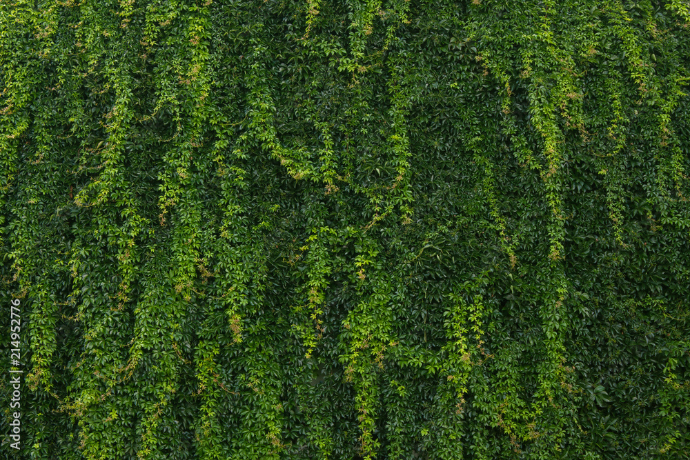 greens as an ornament of buildings greens as an ornament of buildings