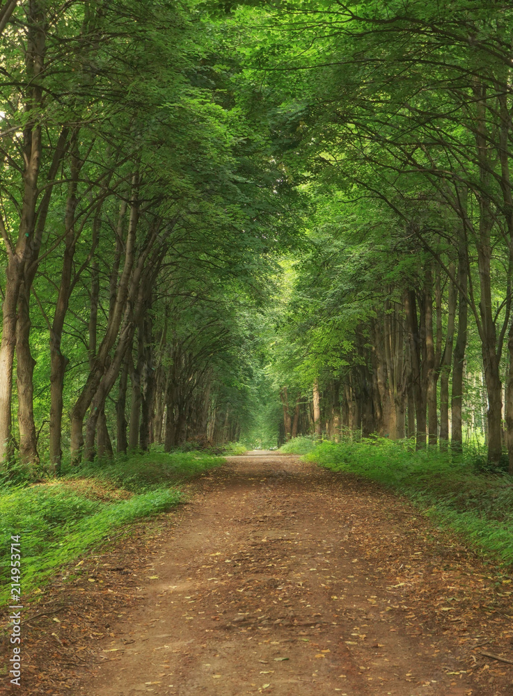 Fototapeta premium Зеленая аллея деревьев в парке 